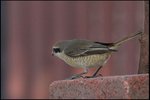 IMG_5487