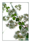 Kuta flower