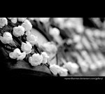 white and pink BW