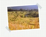 DSCF0006(001)