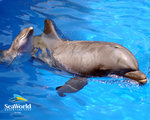dolphin-1280