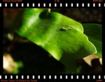 f/4