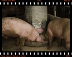 IMG_9919