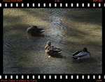 IMG_3397