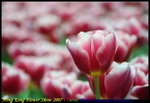 IMG_0121