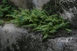 IMG_5181