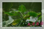 IMG_9765