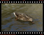 DPP_0044