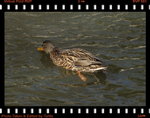 DPP_0046