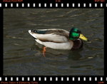 DPP_0048