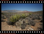 DPP_0115