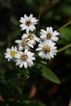 IMG_6633