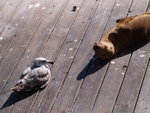 San Francisco13062007-1
