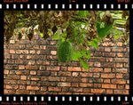 磚牆前的魚翅瓜