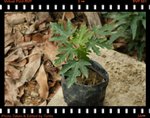 木瓜樹苗