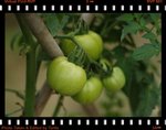 蕃茄二