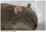 Wombat 100mm f2.0