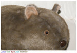 Wombat 180mm f2.8