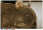 Wombat 60mm f2.8