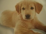 5年後既愛犬