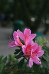 IMG_0952