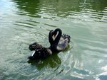black swan couple making a heart shape