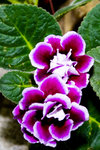 20060603_01487