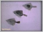 IMG_0662 copy