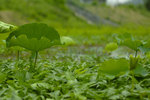 _DSC0520