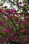 _DSC0554