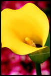 RVP100F_20460003