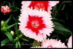 RVP100F_20460021