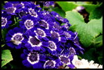 RVP100F_20460022