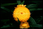 RVP100F_20460023