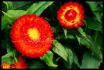 RVP100F_20460024