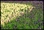 RVP100F_20460026