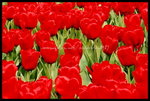 RVP100F_20460028