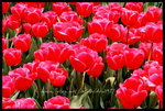 RVP100F_20460029