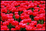 RVP100F_20460030