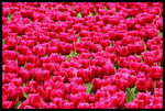 RVP100F_20460035