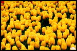 RVP100F_20470002