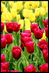 RVP100F_20470006