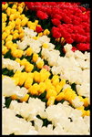 RVP100F_20470007