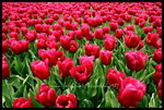 RVP100F_20470012