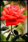 RVP100F_20470019
