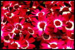 RVP100F_20470024
