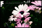 RVP100F_20470025