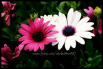RVP100F_20470027