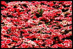 RVP100F_20470033