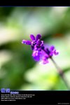 IMG_0001